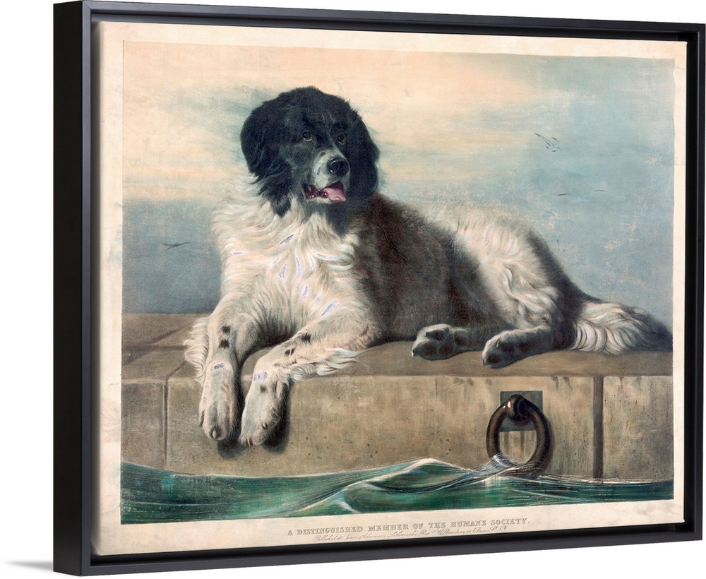 Print after an original painting by Sir Edwin Henry Landseer. The dog was a stray named Bob who lives in the docklands of ...