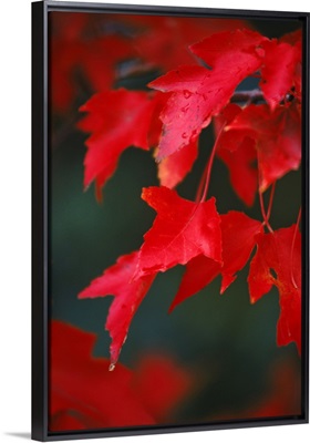 autumn leaves