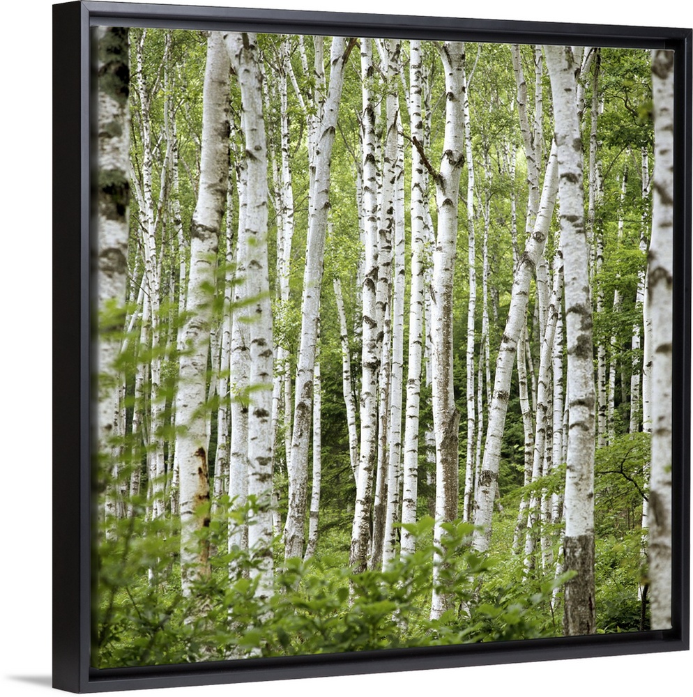 Square wall photo art of trees in a Japanese forest.