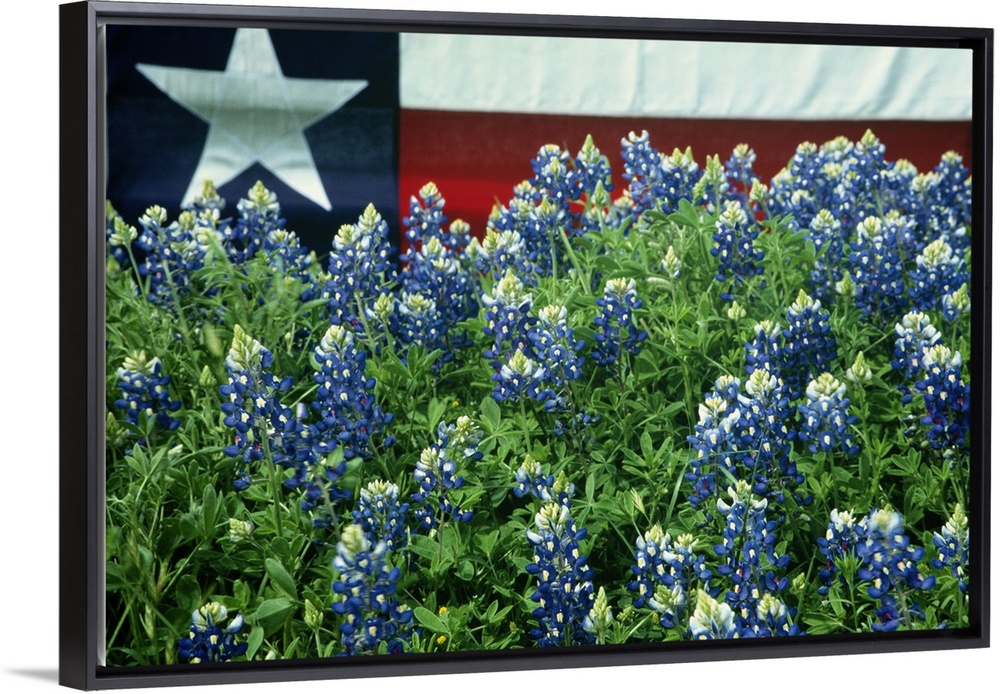 Bluebonnets are the state flower of Texas.