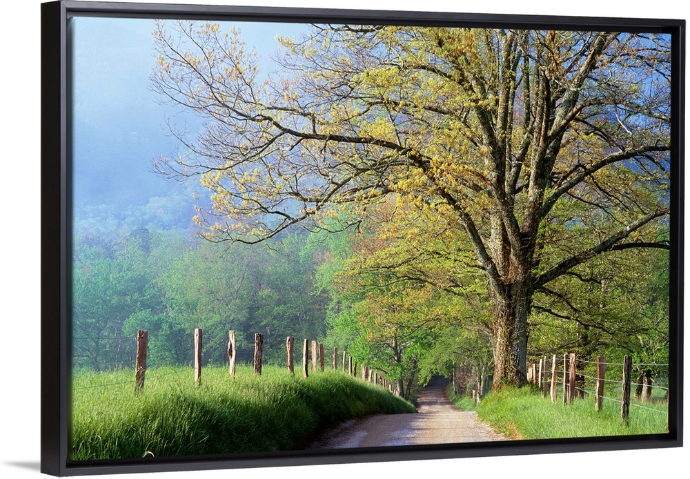 Cades Cove Lane In Great Smoky Mountains National Park