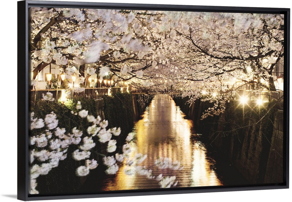 Beautiful pic of night sakura flowers.