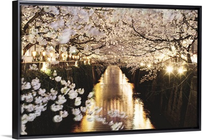 Cherry blossom at night