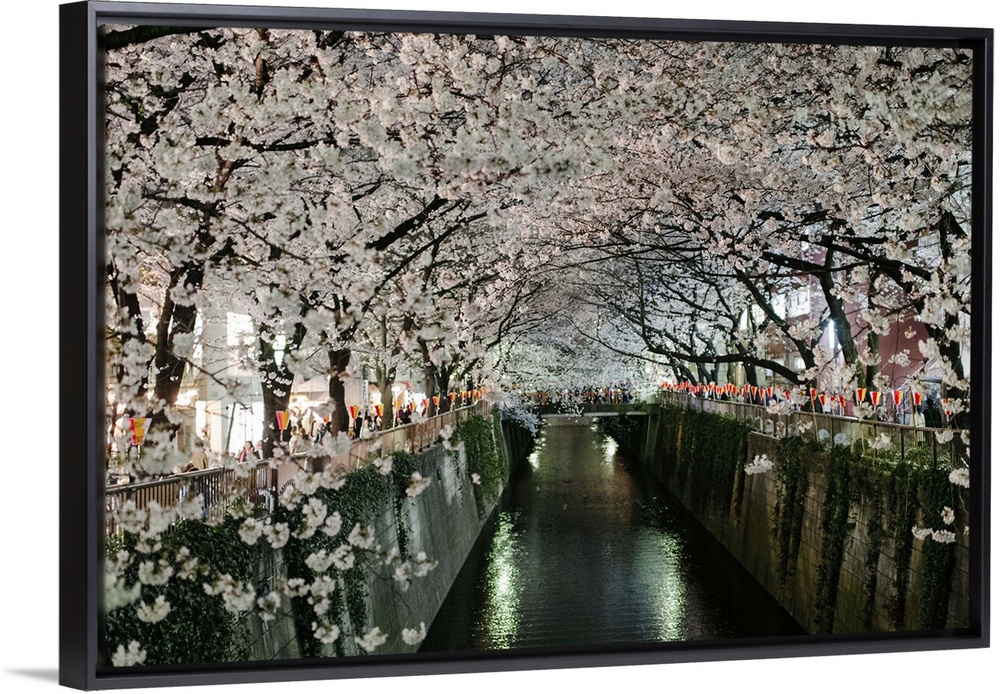 Rows of cherry blossoms in full bloom line the meguro river in Tokyo, Japan on a bright evening in spring of 2013.