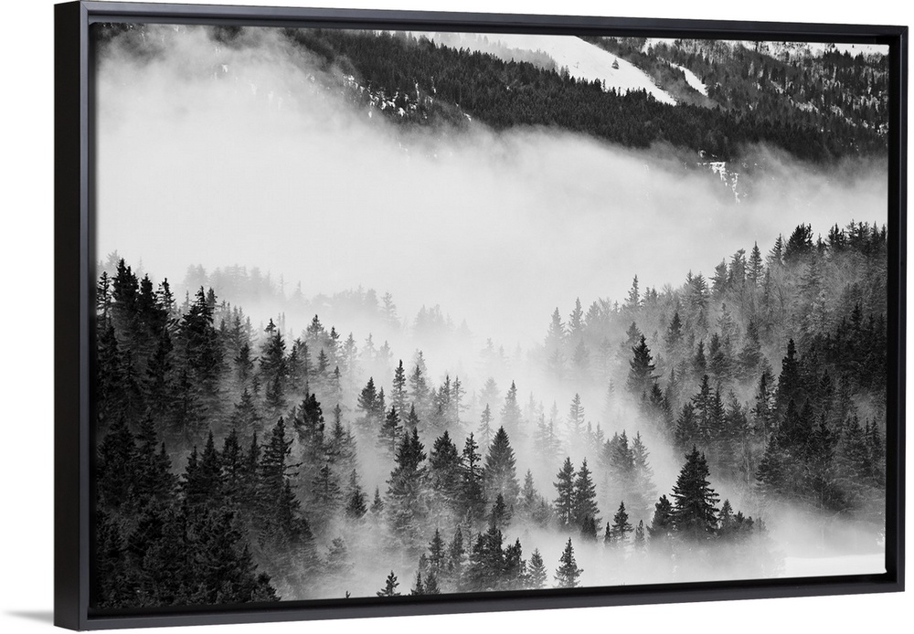 Fast moving clouds, passing between trees in a forest in Chamrousse in the french Alps.