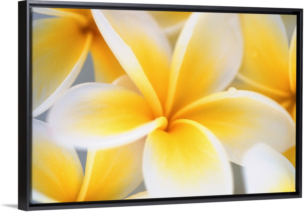 Big photograph focuses on a close-up of a brightly colored group of flowers.