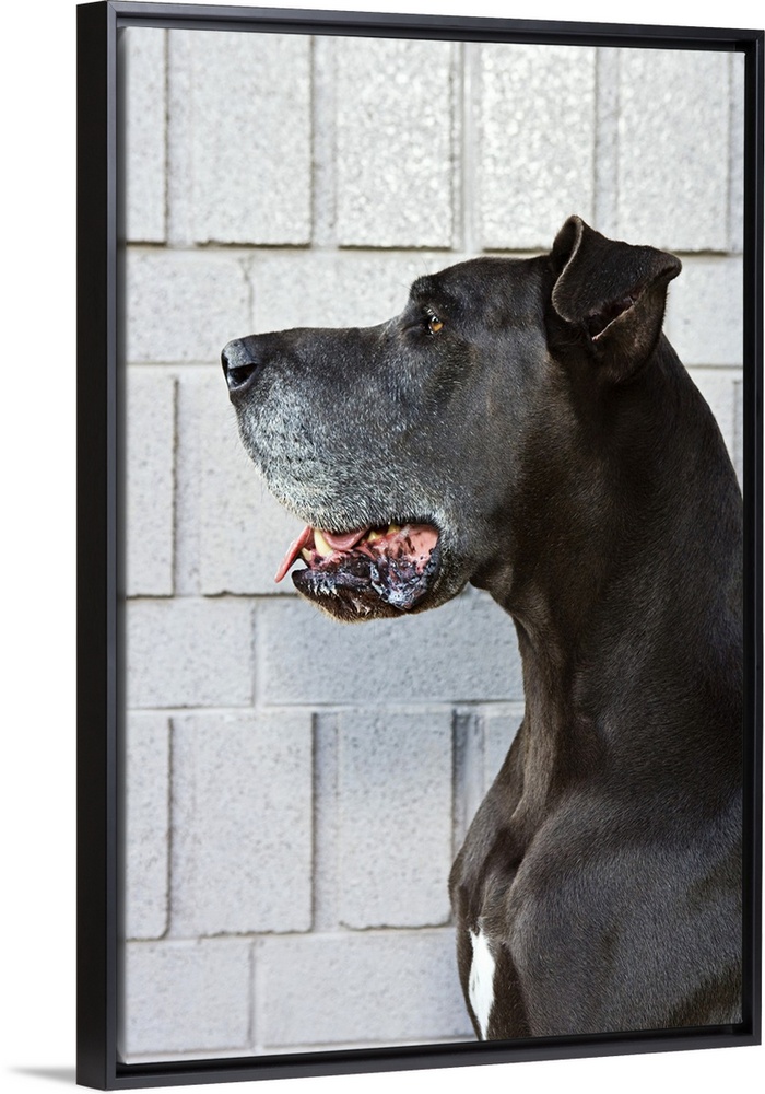 Great Dane standing against a patterned wall