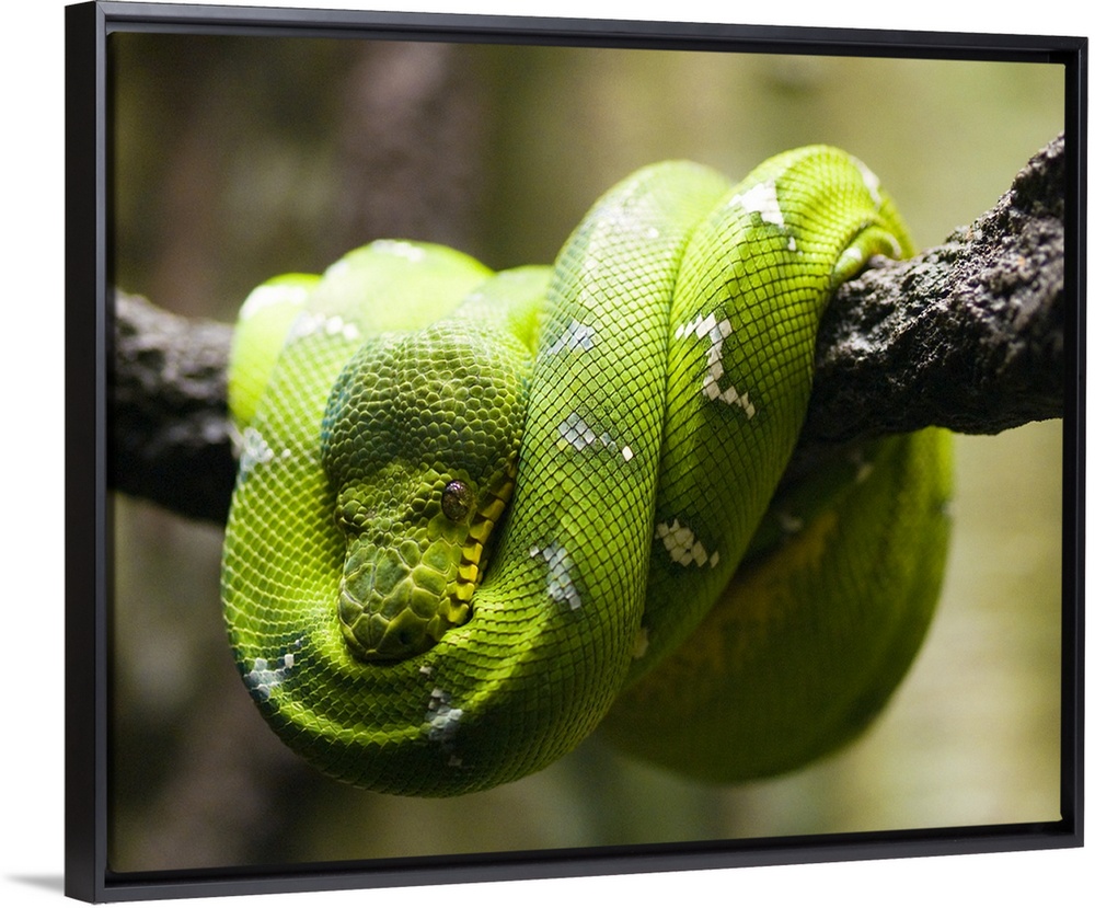 Green tree python on a branch