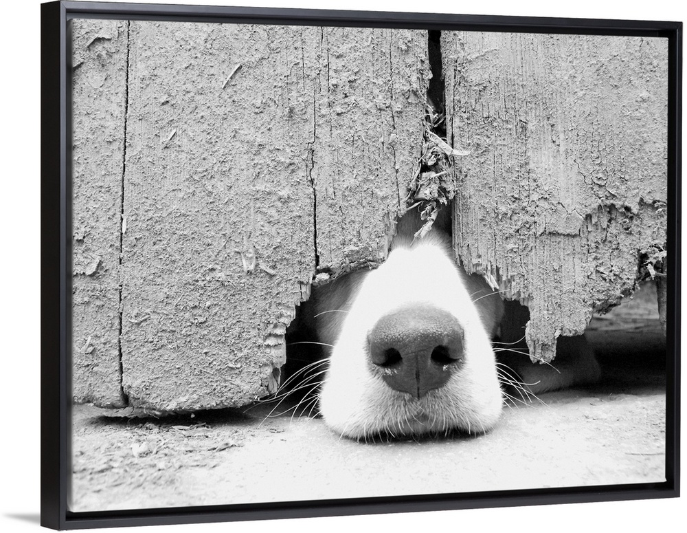 Hunting (blood hound) puppy  wants to get out and pokes nose out from under the barn door.