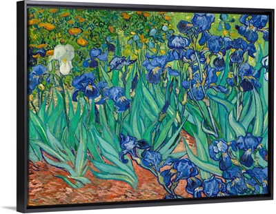 Irises By Vincent Van Gogh