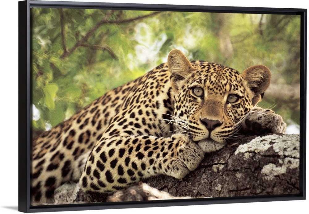 A spotted leopard sits in a tree staring at the camera.