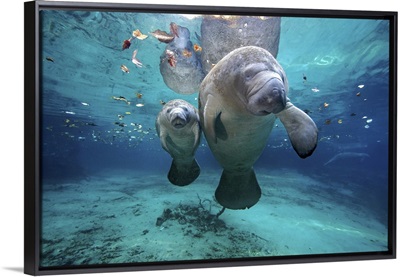 Mom and baby manatee at Three Sisters Springs.