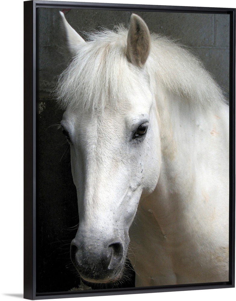 Up-close headshot of horse in stable.