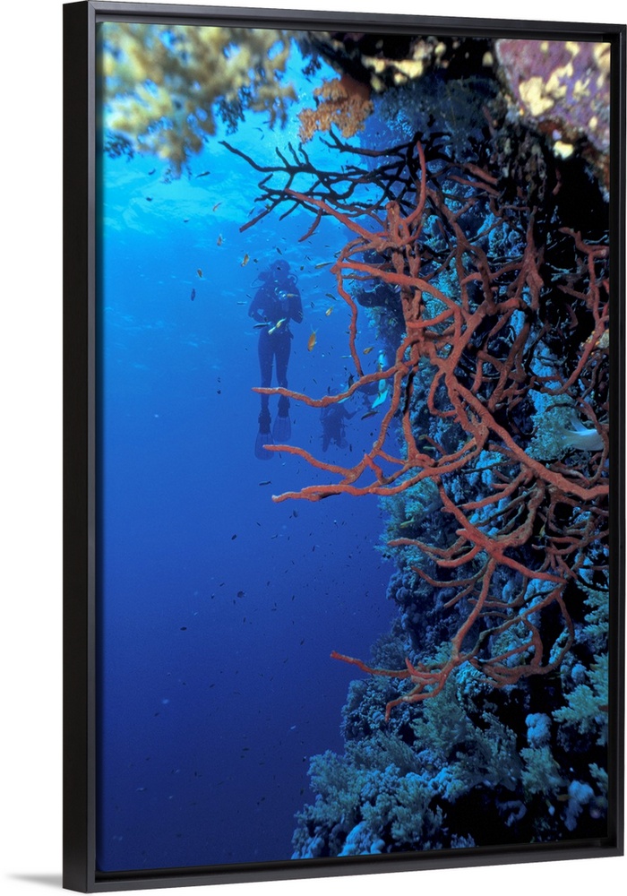scuba diver in deep water exploring sea life