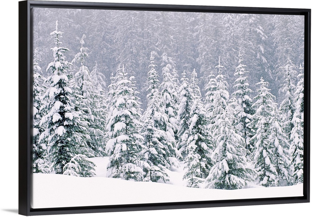 Large, horizontal photograph of many pine trees within a snow covered landscape, their branches being weighed down with snow.
