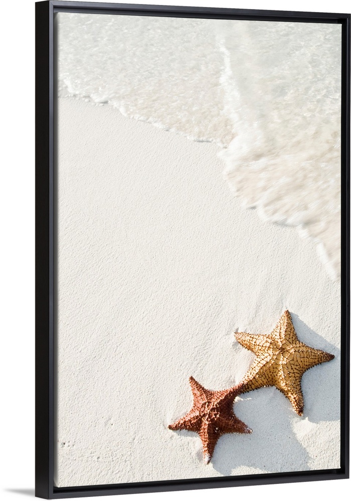 Big photograph shows a couple marine echinoderms with five radiating arms sitting next to each other on a sandy coastline ...