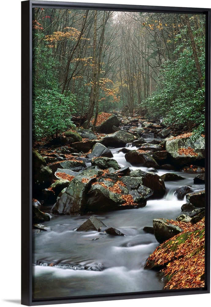 Stream Running Through Forest
