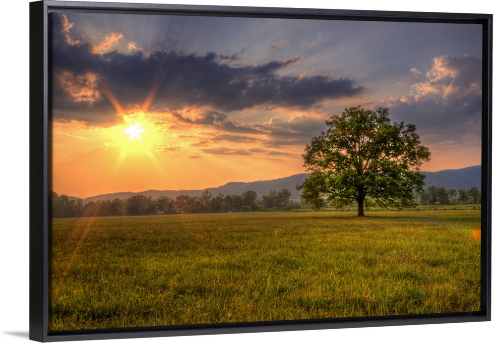 Oversized, landscape photograph of a bright sunset over a vast field, with a single tree in the foreground and mountains o...