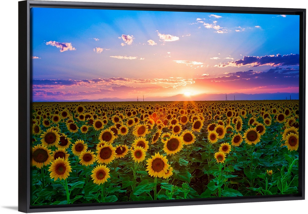 The sun goes down over a field of flowers in this landscape photograph wall art for the home or office.