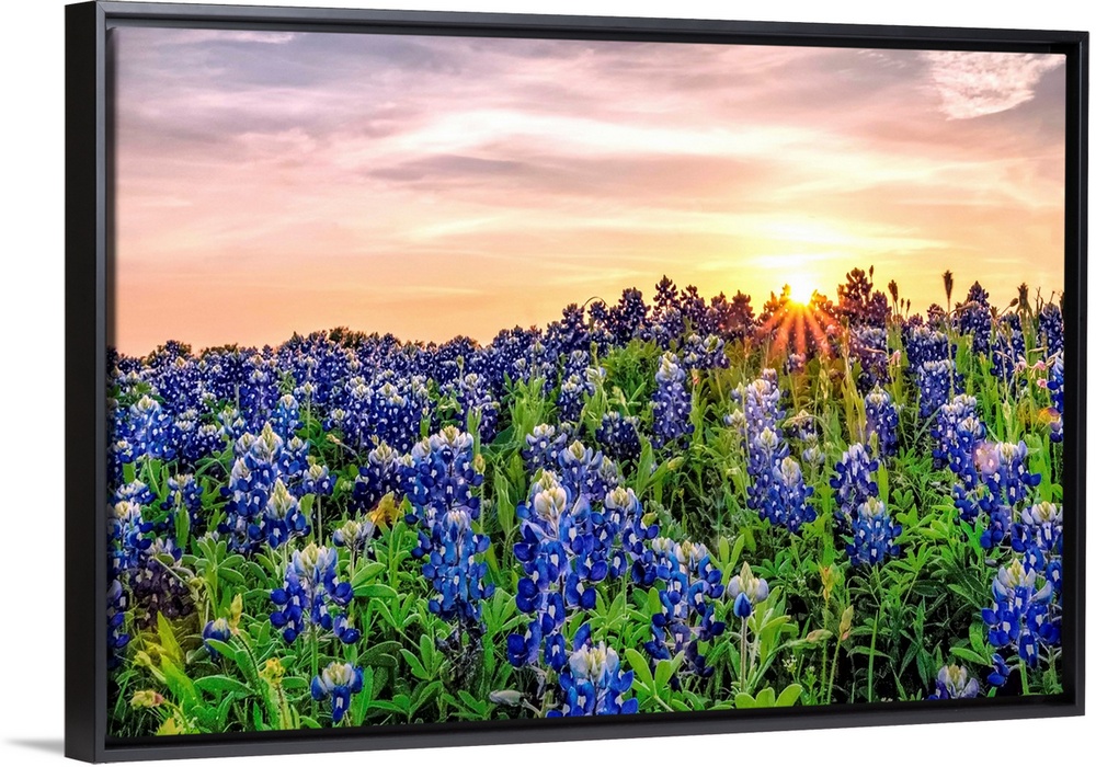 Texas Bluebonnets at Sunset.