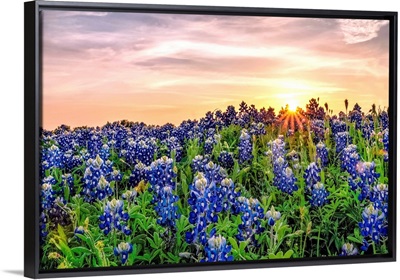 Texas Bluebonnets At Sunset