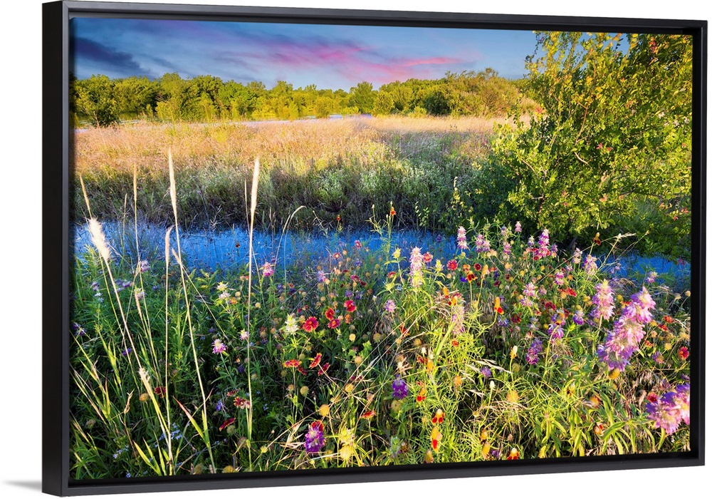 Colorful Texas wildflowers in early dawn light after severe spring flooding,