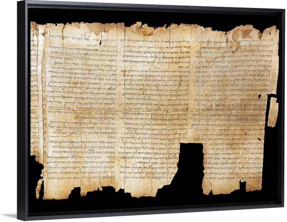 The Temple Scroll, from the Dead Sea Scrolls found at Qumran, scroll number 11Q20, late 1st century BC - early 1st century...