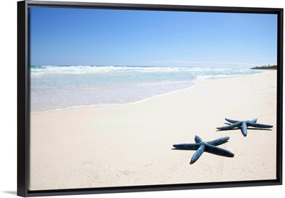 Two blue starfish at water's edge on tropical beach, Riviera Maya