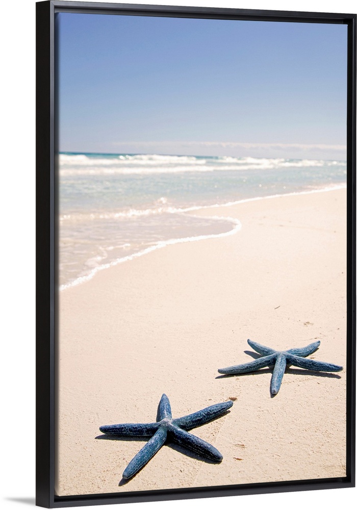 Vertical panoramic photograph of two star fish on the sand with surf coming in under a clear sky.