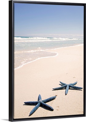 Two blue starfish at water's edge on tropical beach, Riviera Maya