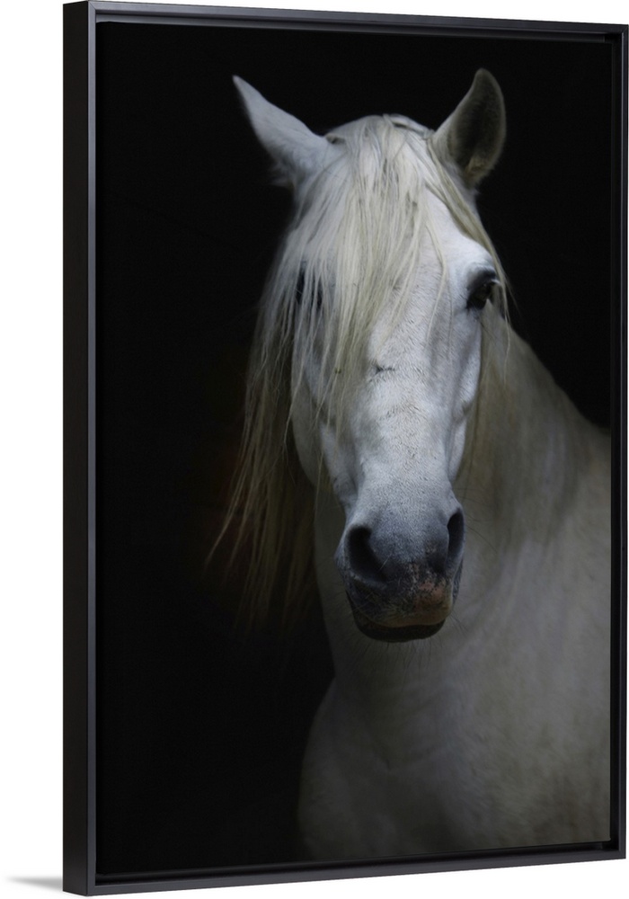 White horse in shadow