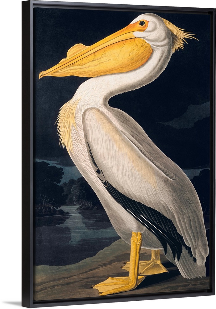 Birds of N America II, JJ Audubon