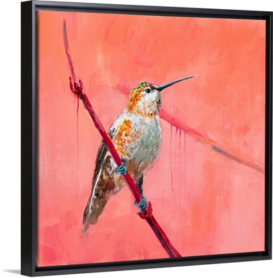 Hummingbird 3