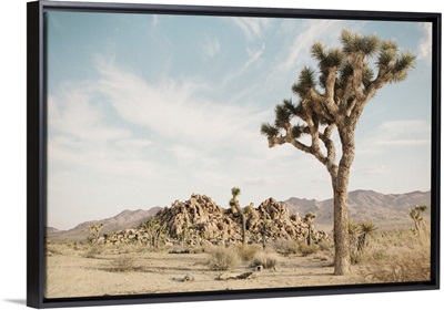 Joshua Tree 3
