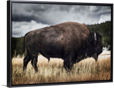 Yellowstone Bison