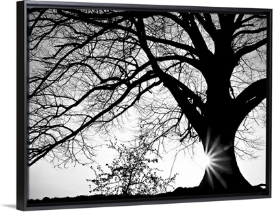 Oak Silhouette