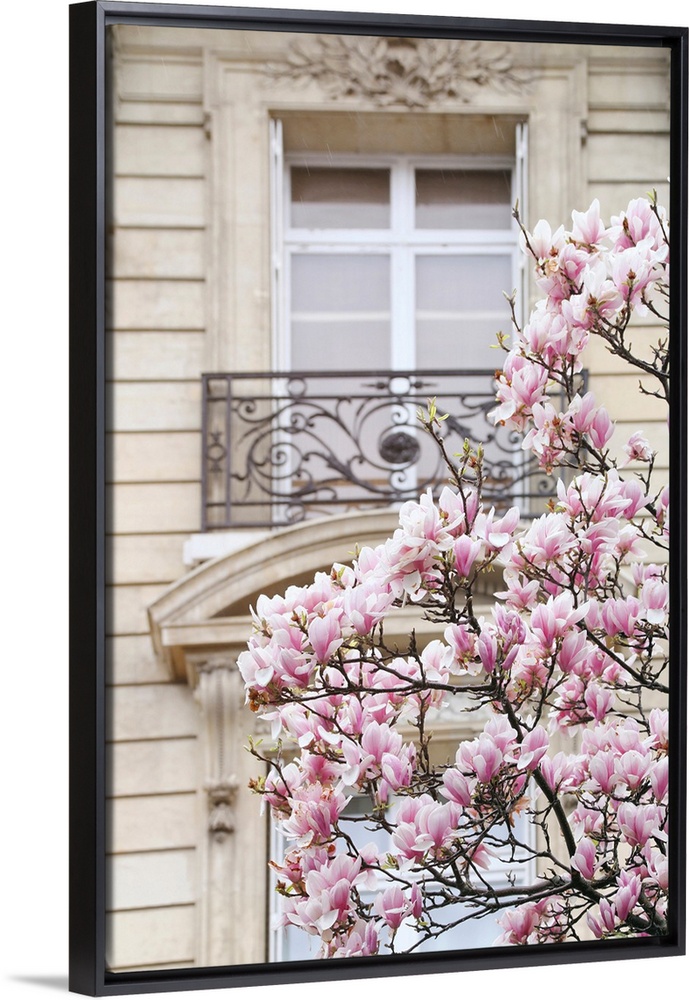 Spring Magnolias In Paris