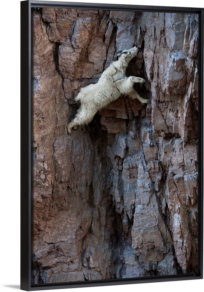 Glacier National Park, Montana. By Joel Sartore