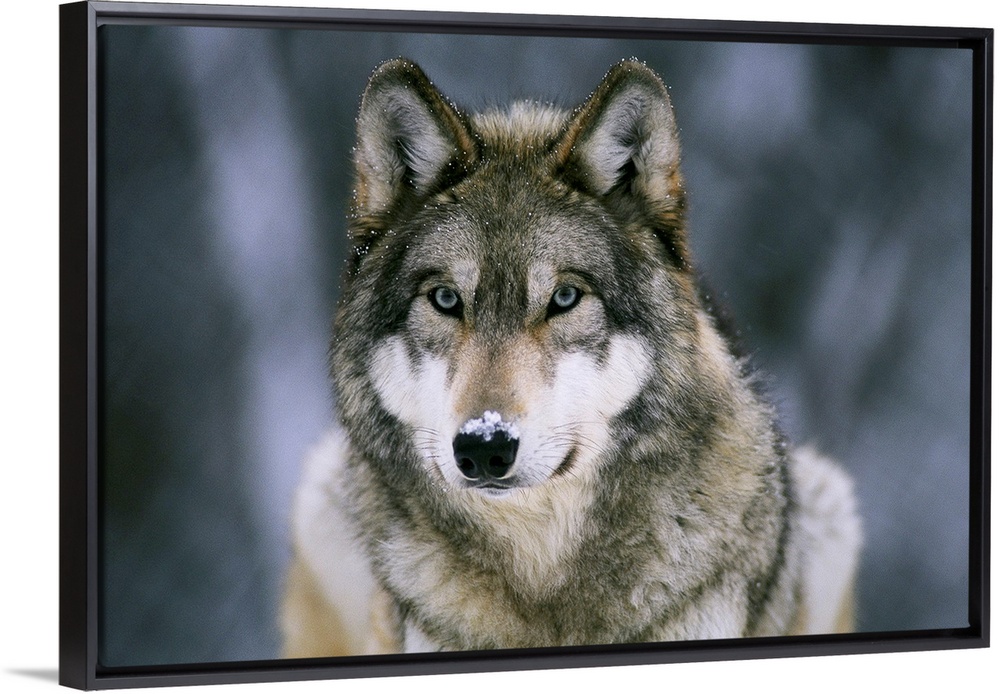 Large horizontal photograph of a gray wolf with a light dusting of snow on its face, at the International Wolf Center in E...