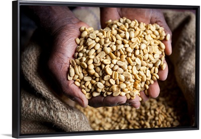 Dried Coffee Beans, Marley Coffee plantation, Blue Mountains, Jamaica, Caribbean