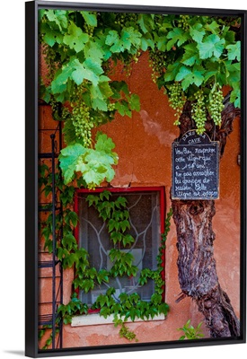 Grapevine Framing Restaurant Window, Roussillon, Provence, France