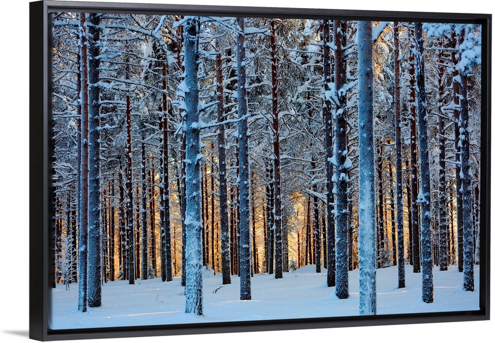 Lapland Woods In Winter At Sunset, Kuusamo, Finland