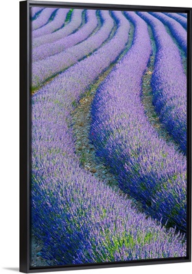 Lavender Field near Valensole, Provence-Alpes-Cote d'Azur, France