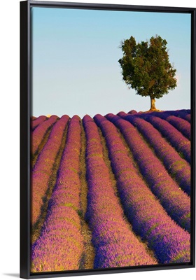 Lavender Field, Provence-Alpes-Cote d'Azur, France