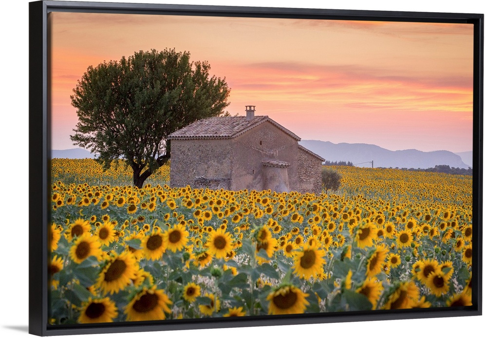 Provence, Valensole Plateau, France, Europe. Lonely farmhouse in a field full of sunflowers, lonely tree, sunset.