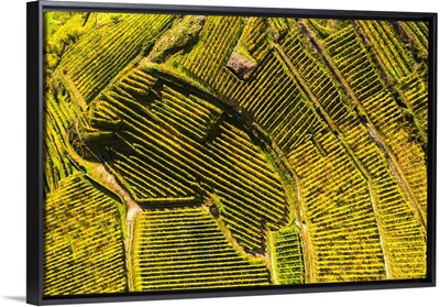 Top-Down High Angle View Of Vineyards, Valtellina