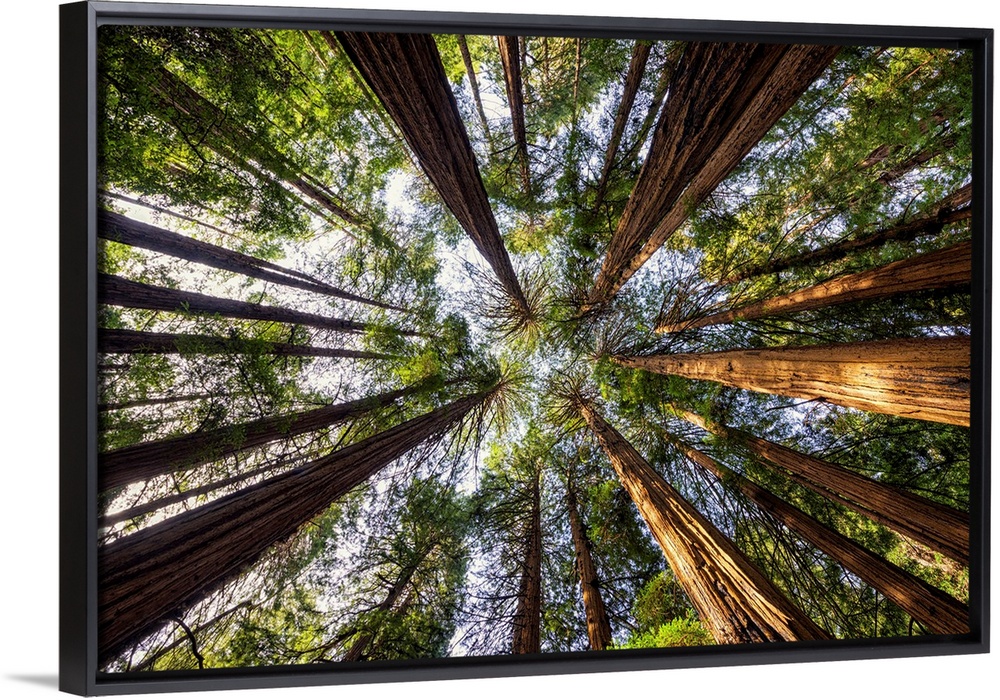 Towering Giant Redwoods, Muir Woods National Monument, California, Usa