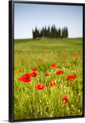 Tuscan landscape, Tuscany, Italy