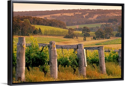 Vineyard, Margaret River, Western Australia, Australia