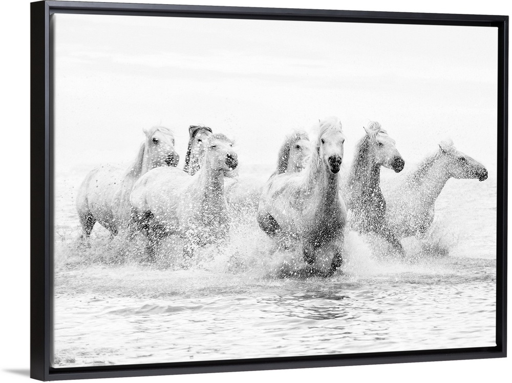 White horses of Camargue running through the water, Camargue, France